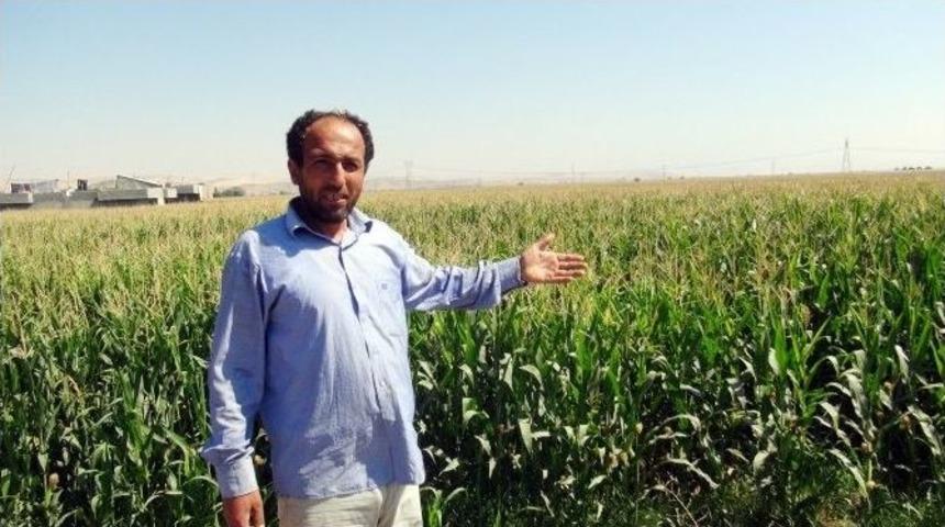 Batman&rsquo;da Mısır &Uuml;retimi 2 Kat Arttı