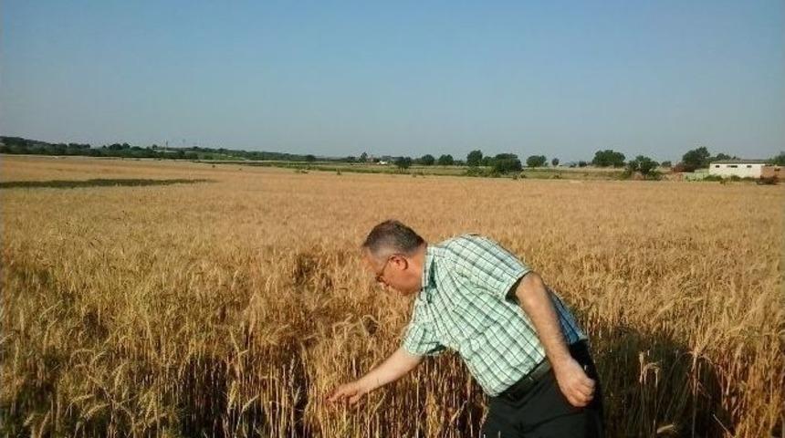 Tmo Hububat Alımlarına Devam Ediyor