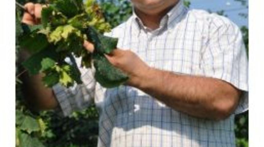 Fındık&rsquo;ta Yaprak Analizleri Başladı