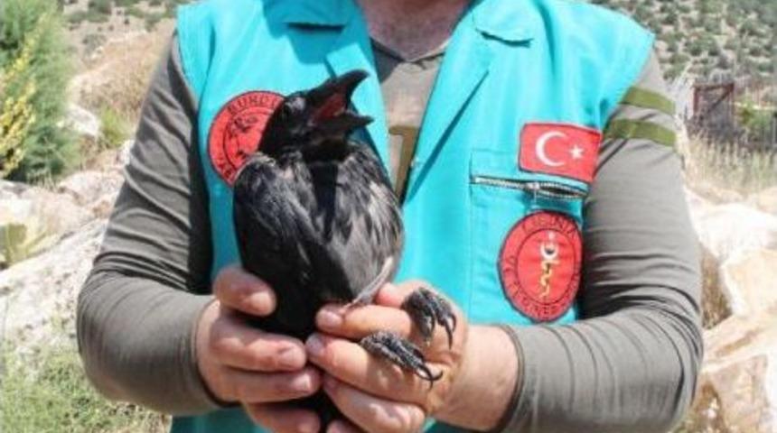 Evcilleştirilmek Istenen Karga Doğal Hayata Salınacak