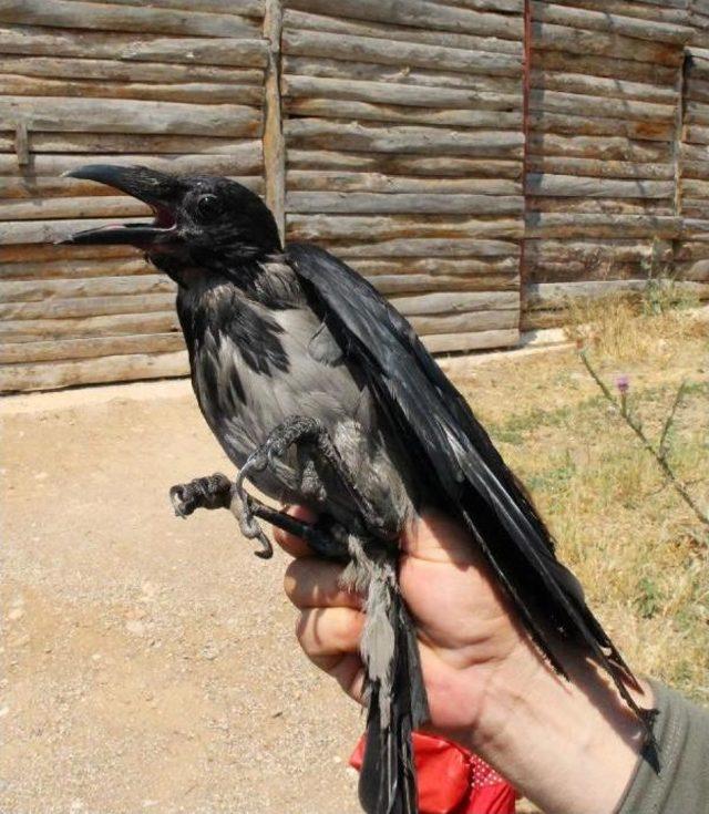 Evcilleştirilmek Istenen Karga Doğal Hayata Salınacak