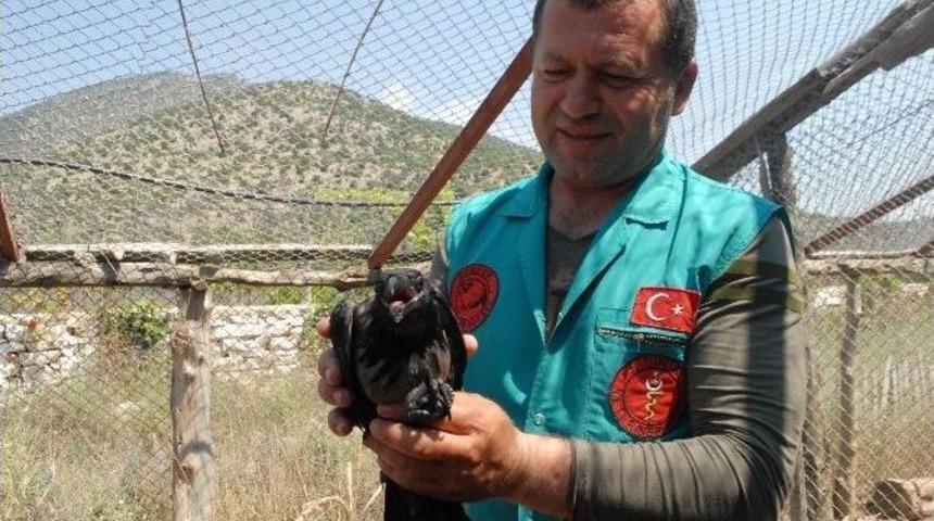 Konuşturulmaya &Ccedil;alışılan Karga Rehabilitasyona Alındı