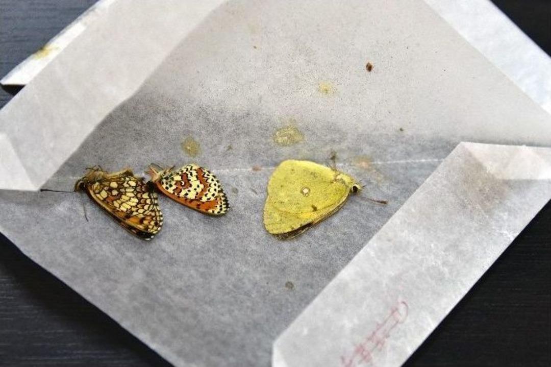 G&uuml;m&uuml;şhane&rsquo;de Japon Biyoka&ccedil;ak&ccedil;ılara Su&ccedil;&uuml;st&uuml; Yapıldı