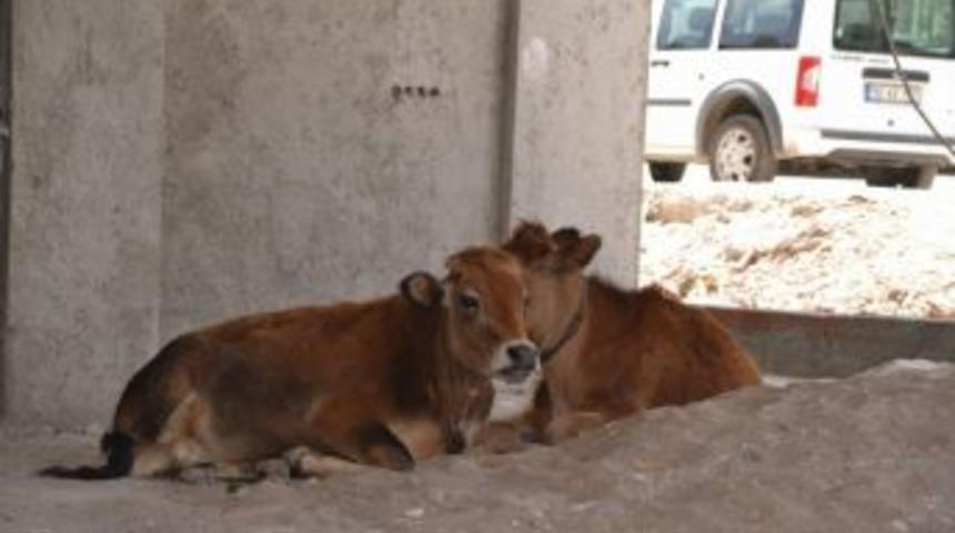 Sıcaklar Başıboş Hayvanları Da Etkiliyor