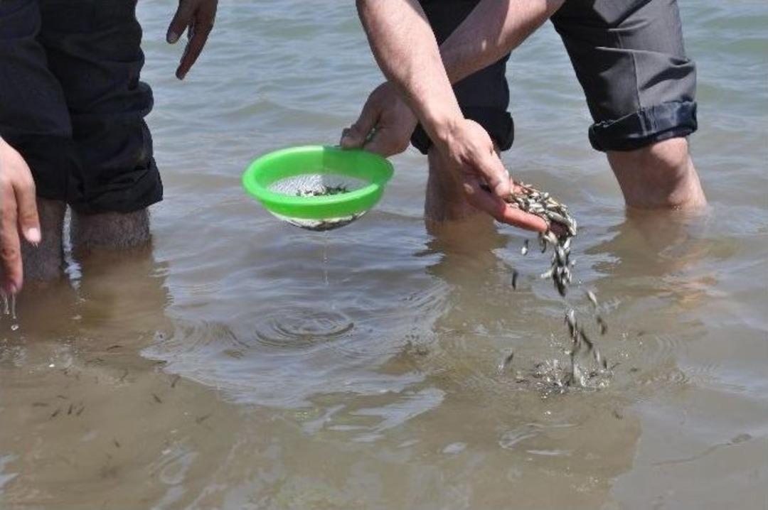 Muş&rsquo;ta G&ouml;ller Balıklandırıldı