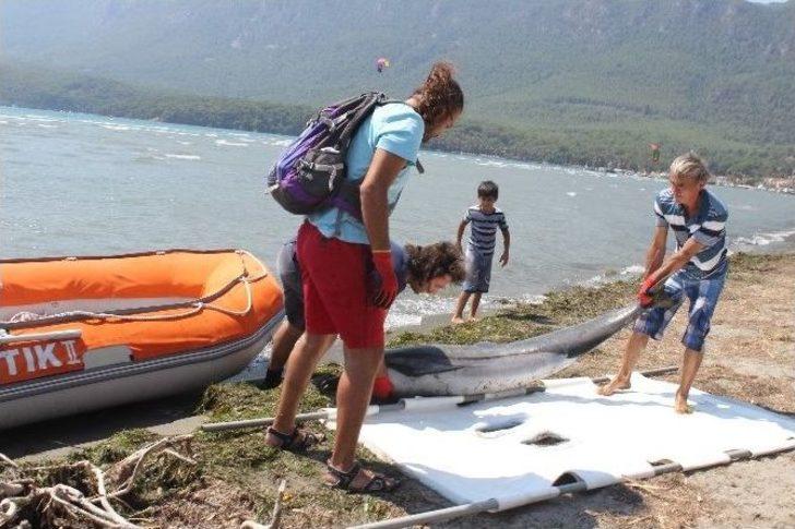 Akyaka Sahiline Ölü Yunus Vurdu G1