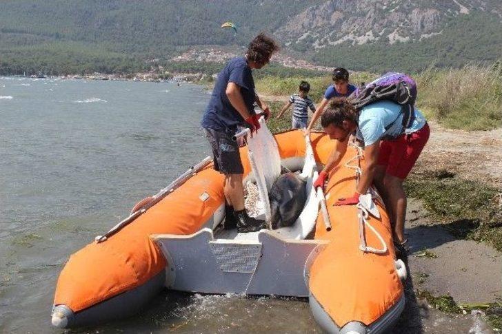 Akyaka Sahiline Ölü Yunus Vurdu G2