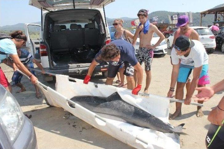 Akyaka Sahiline Ölü Yunus Vurdu G3