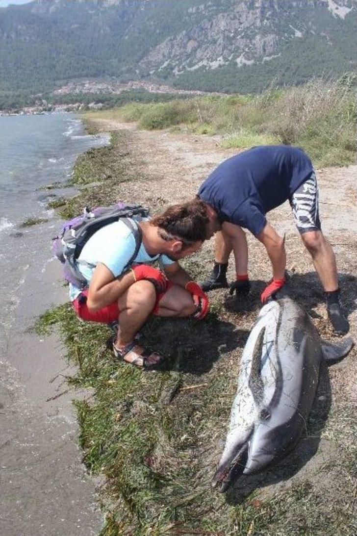 Akyaka Sahiline Ölü Yunus Vurdu G5