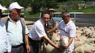 Kastamonu’da Merinos Irkı Damızlık Koç Dağıtımı Yapıldı