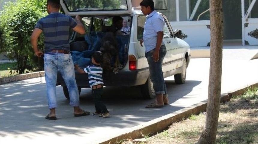 Zenginler S&uuml;s K&ouml;peklerini, &Ccedil;ift&ccedil;iler &Ccedil;oban K&ouml;peklerini G&ouml;z&uuml; Gibi Bakıyor