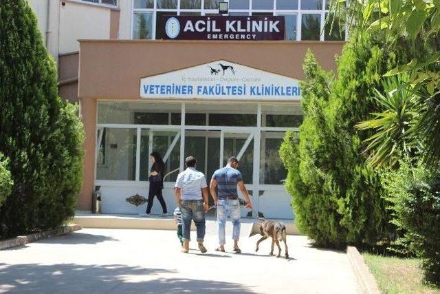 Zenginler Süs Köpeklerini, Çiftçiler Çoban Köpeklerini Gözü Gibi Bakıyor