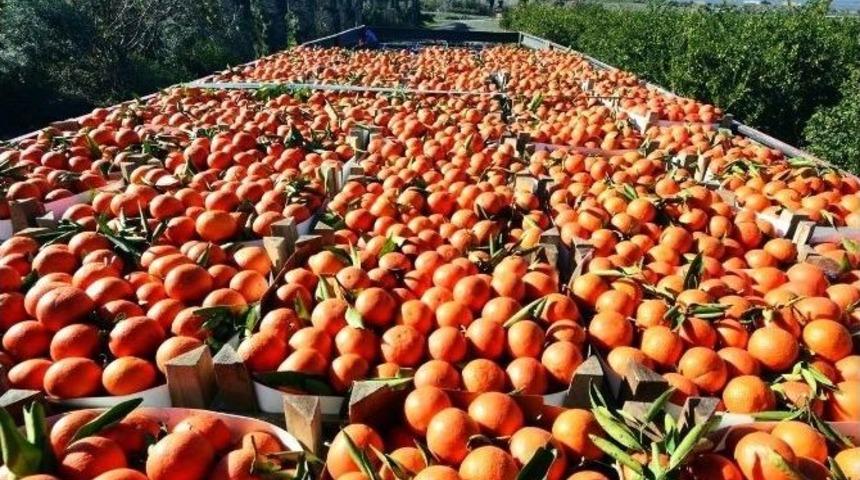 Narenciyenin Kurtuluşu Uzun Hasatta