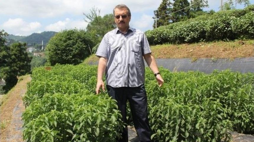 Rize&rsquo;de &rsquo;asrın Bitkisi&rsquo; &Uuml;retildi