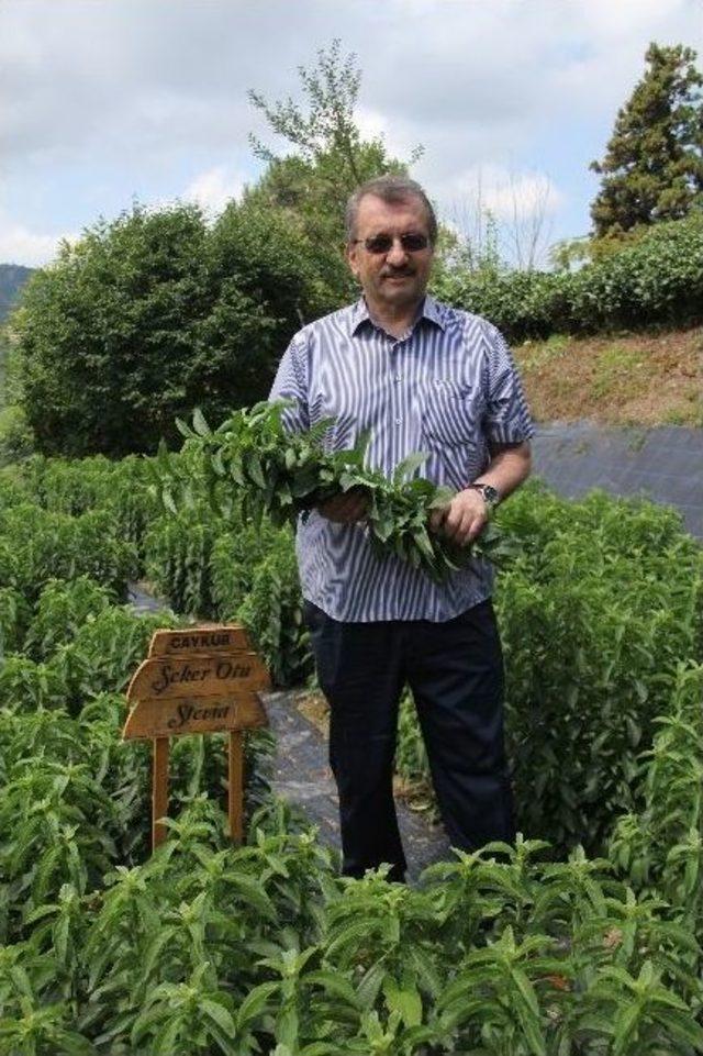 Rize’de ’asrın Bitkisi’ Üretildi