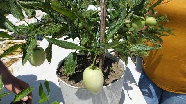Burhaniye’de Pepino Üretimine Başlandı