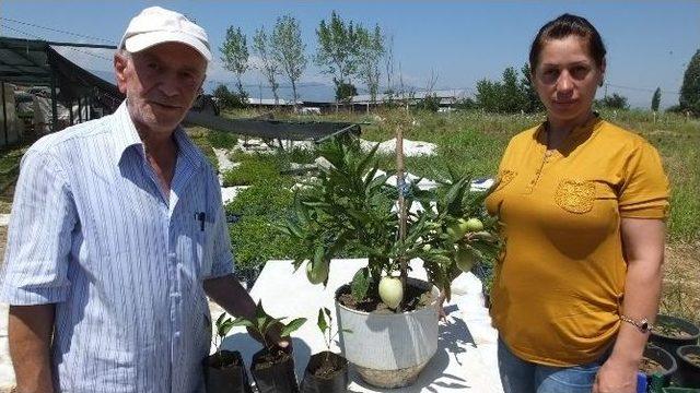 Burhaniye’de Pepino Üretimine Başlandı