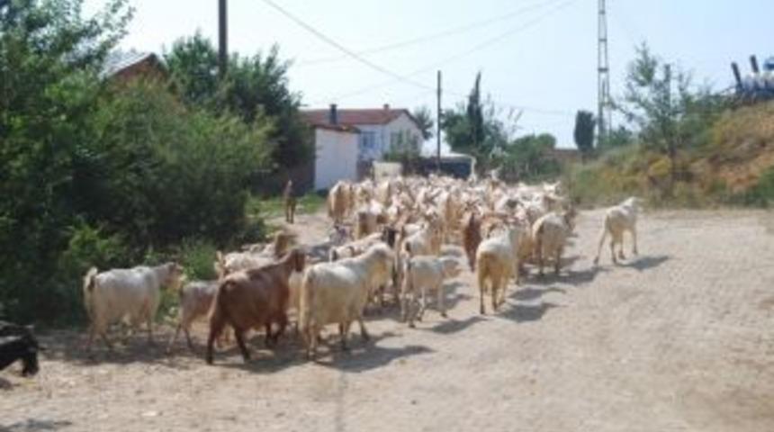 &Ouml;l&uuml;m Merada Yakaladı