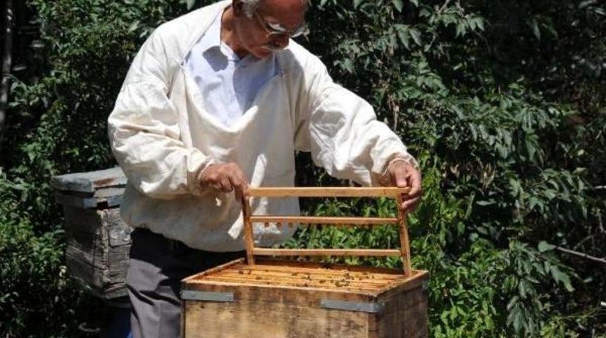 Kilosu 5 Bin Liraya Arı S&uuml;t&uuml;ne Yoğun Talep