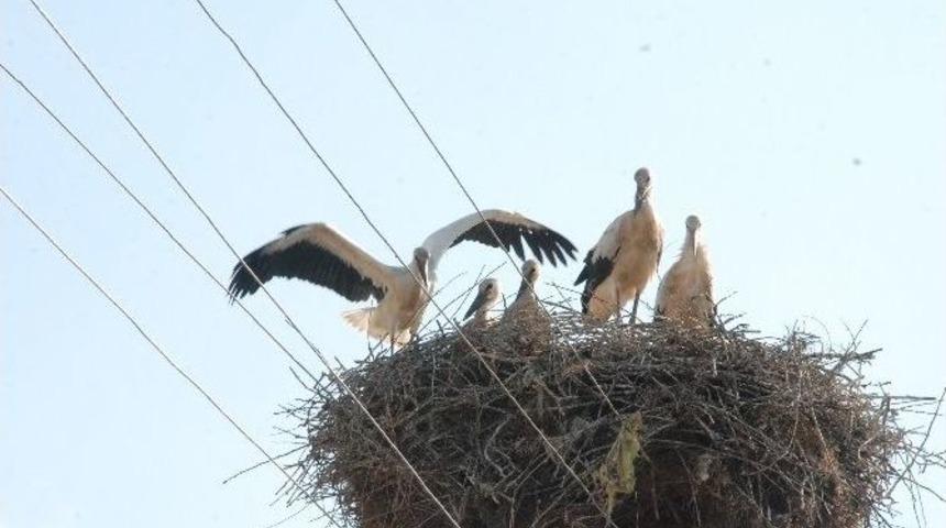 Elektrik Direğinde Leylek Ailesi