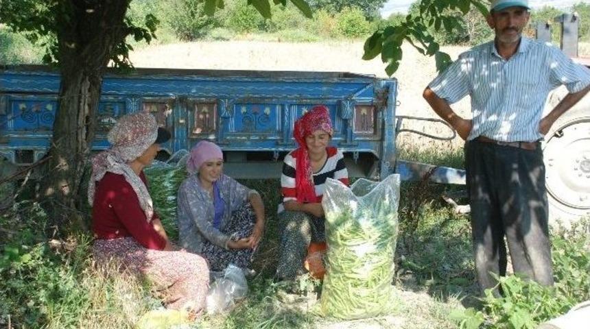 Tarlada Sıcak Havada &Ccedil;alışanların Oru&ccedil;la İmtihanı