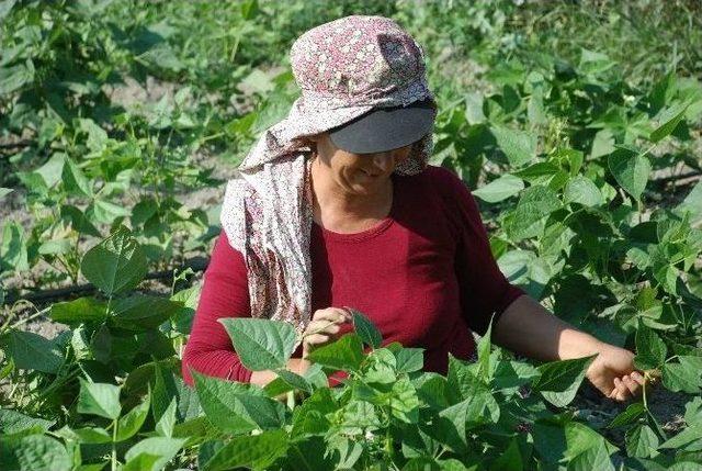 Tarlada Sıcak Havada Çalışanların Oruçla İmtihanı