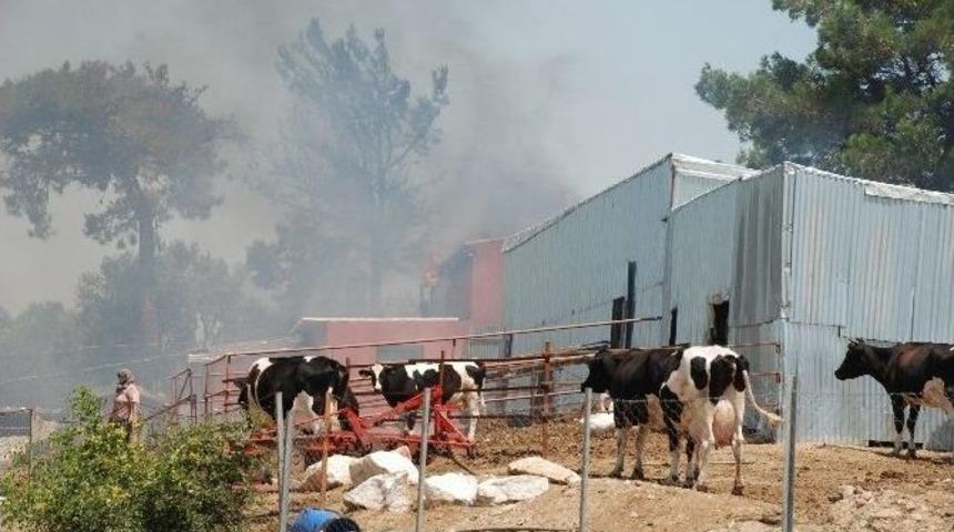 &Ccedil;anakkale&rsquo;de Hayvan &Ccedil;iftliğinde Yangın