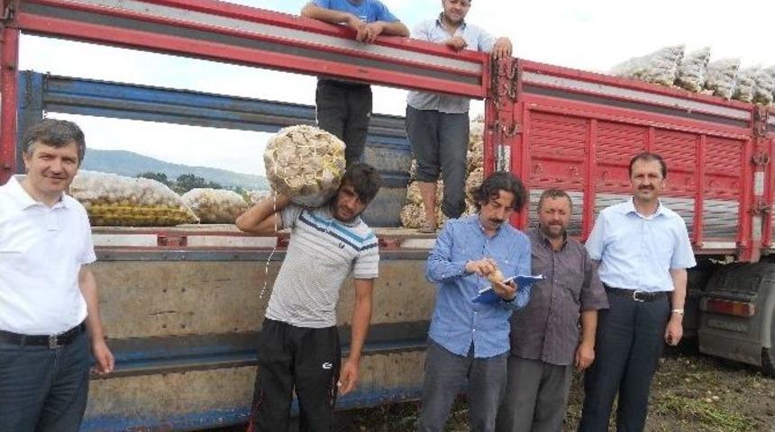 Niksar&rsquo;da Patates Hasadı Devam Ediyor