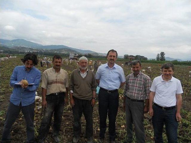 Niksar’da Patates Hasadı Devam Ediyor