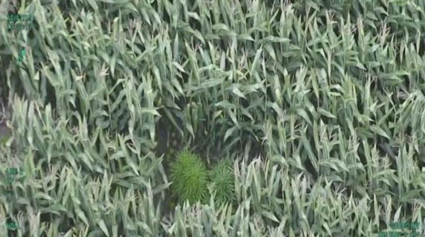 Mısır Tarlasına Helikopter Destekli Uyuşturucu Operasyonu