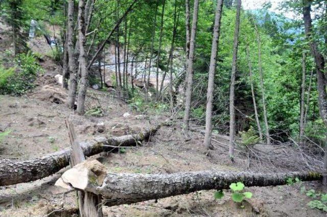 Trees Cut In Turkey's Northeast Highlands Despite Court Ruling