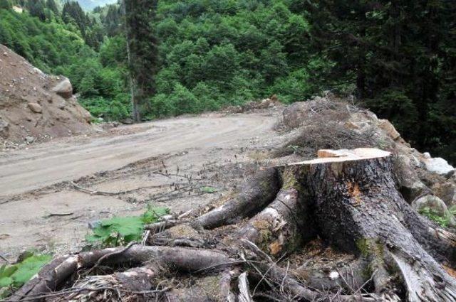 Trees Cut In Turkey's Northeast Highlands Despite Court Ruling