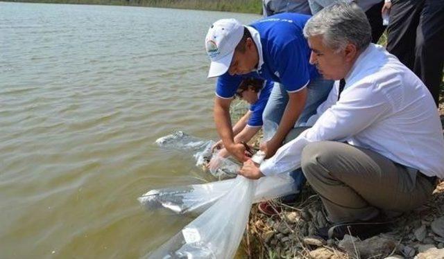 Aydın’da 15 Adet Tatlı Suya 172 Bin 500 Adet Yavru Sazan Bırakıldı