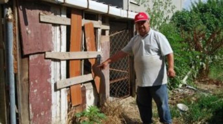 Her Yerde Kaybolan K&ouml;peğini Arıyor