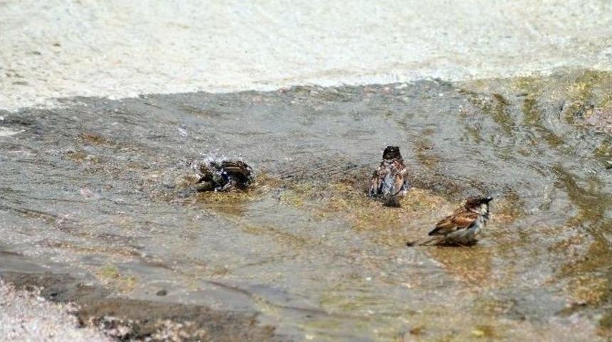 (&ouml;zel Haber) Kuşların Akşehir Deresinde Banyo Keyfi