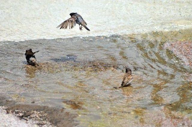(özel Haber) Kuşların Akşehir Deresinde Banyo Keyfi