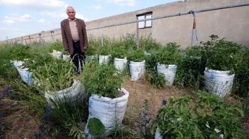 Patatesleri Un &Ccedil;uvalında Yetiştiriyor
