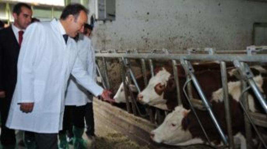 &ldquo;canlı Hayvan Borsası, Erzurum İ&ccedil;in &Ccedil;ok &Ouml;nemli Bir İhtiya&ccedil;&rdquo;