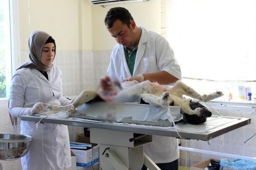 Hatay&rsquo;da Sahipsiz Hayvanlar Barınakla Buluşuyor