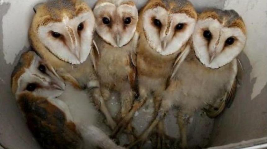 Korumaya Alanın 5 Yavru Pe&ccedil;eli Baykuştan 2'si Kurtarılabildi