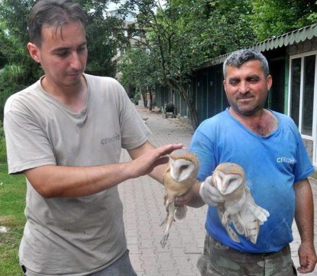 Korumaya Alanın 5 Yavru Peçeli Baykuştan 2'si Kurtarılabildi