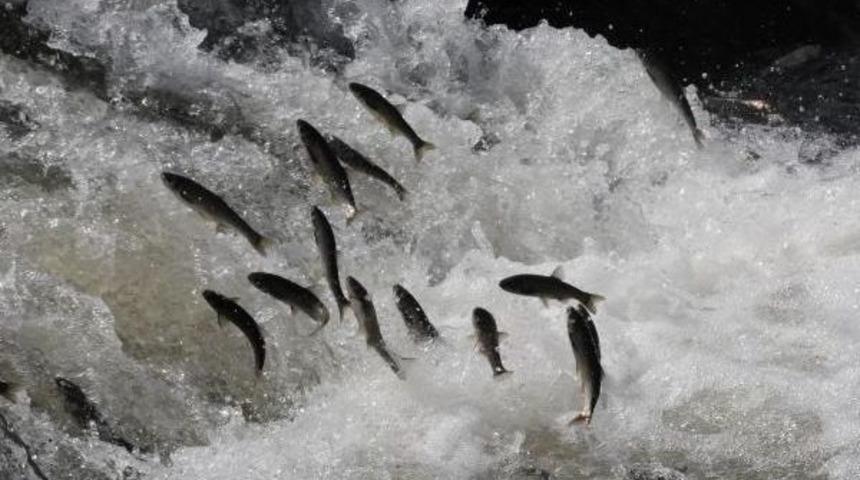 İnci Kefalinin Av Yasağı Sona Erdi