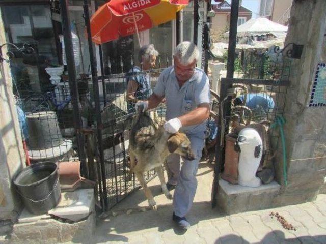 Evinin Bahçesinde 40 Köpek Bakan Kadını Komşuları Şikayet Etti