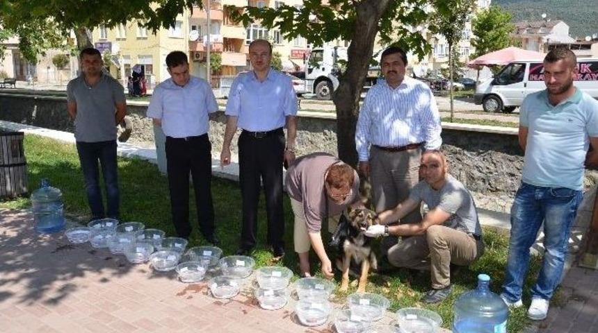 Gemlik Belediyesi Sokaktaki Hayvanları Susuz Bırakmayacak