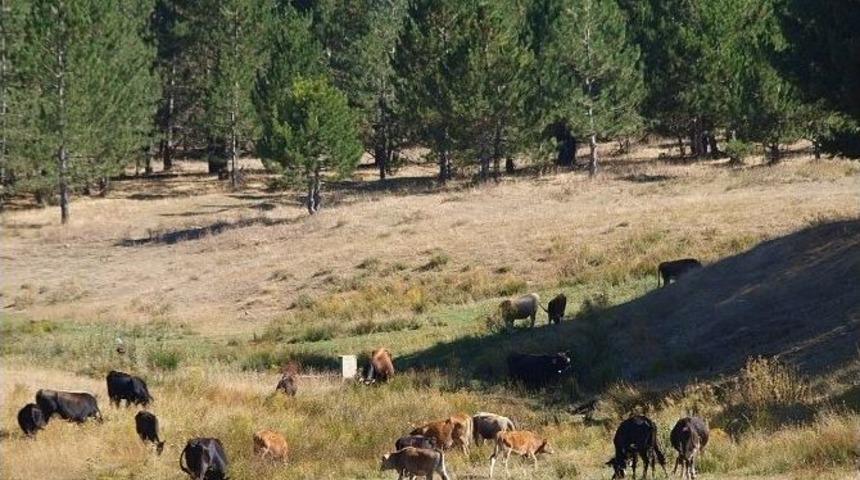 İnekler Otluyor Yangınlar Azalıyor