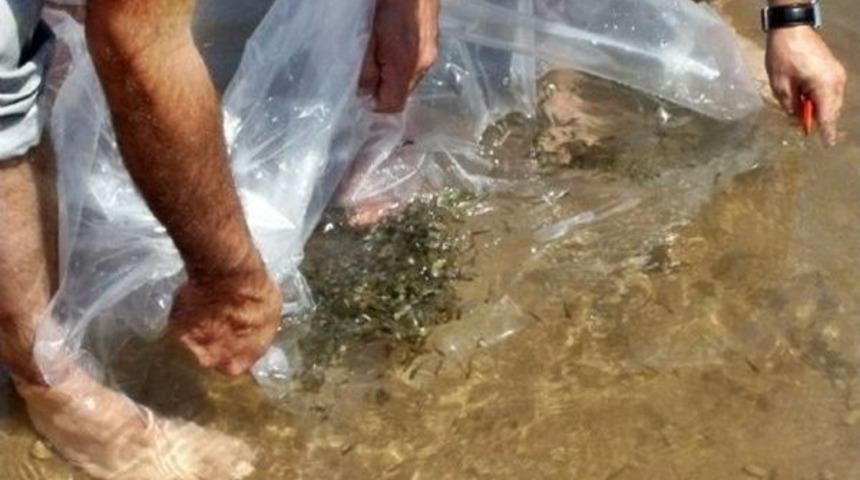 Sakarya&rsquo;da G&ouml;letlere 53 Bin Sazan Balığı Yavrusu Bırakıldı