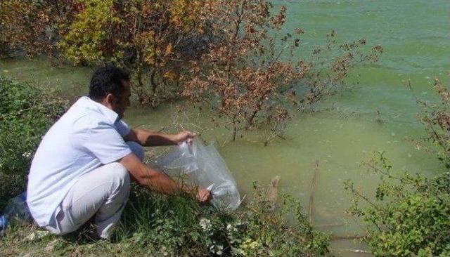 Sakarya’da Göletlere 53 Bin Sazan Balığı Yavrusu Bırakıldı