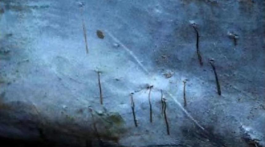 Kuşadası'nda Kıyıya Vuran Yunusa Otopsi Yapıldı