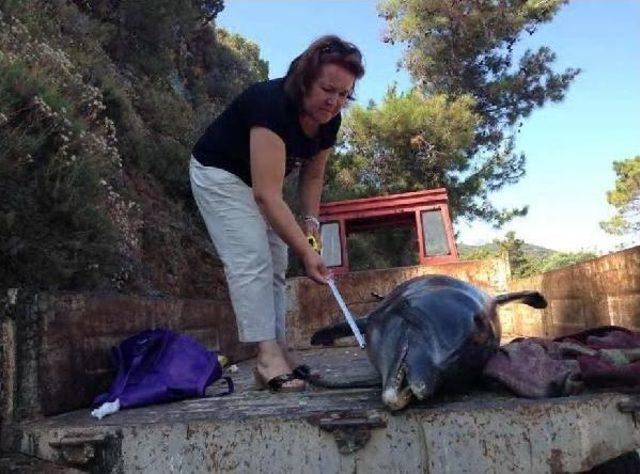 Kuşadası'nda Kıyıya Vuran Yunusa Otopsi Yapıldı