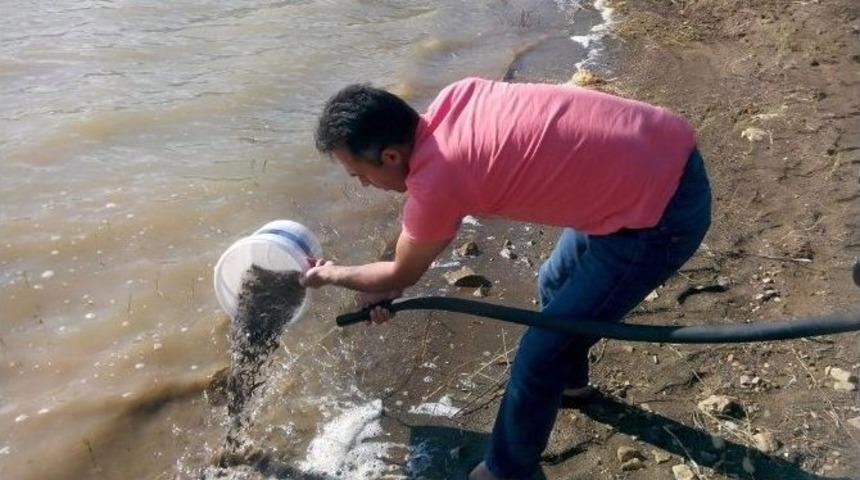 Türkiye İç Sularını Balıklandırma Projesi